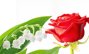 Citronellol In Andaman and Nicobar Islands