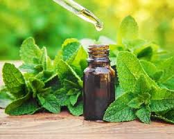 Spearmint Oil FCC USP/BP In Nuapada