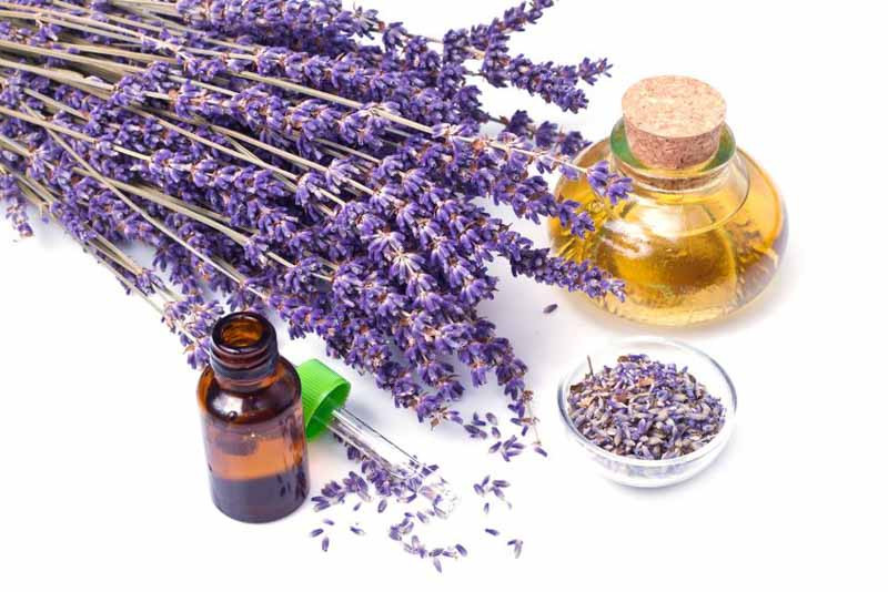Lavender Oil Manufacturers In Haryana