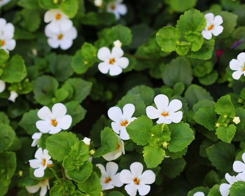 Bacopa Monnieri