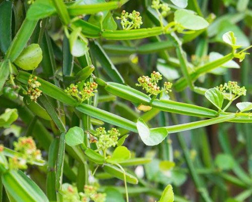 Cissus Quadrangularis