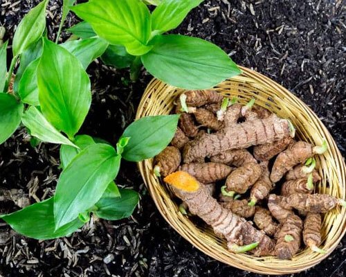 Curcuma Longa
