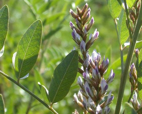 Glycyrrhiza Glabra