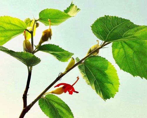 Gymnema Sylvestre