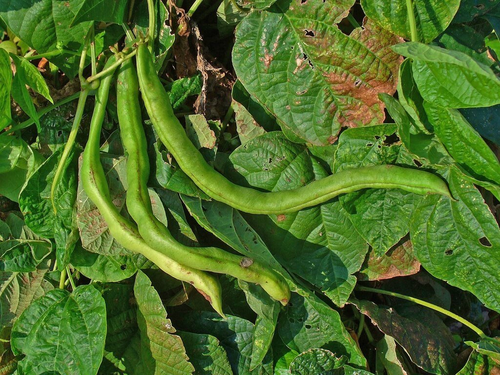 Phaseolus Vulgaris