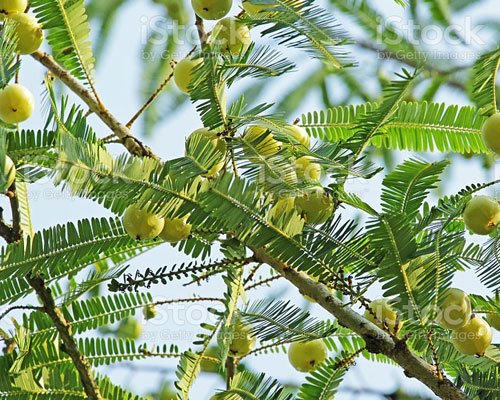Phyllanthus Emblica