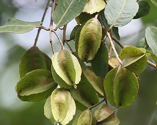 Terminalia Arjuna