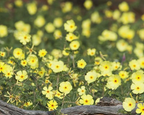 Tribulus Terrestris
